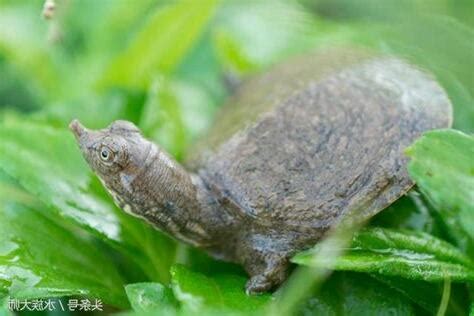 鱉 飼養|怎麼飼養小鱉我家養了一隻鱉，不知道它吃什麼，養在什麼地方好